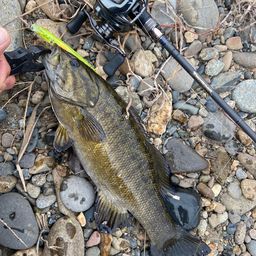 スモールマウスバス