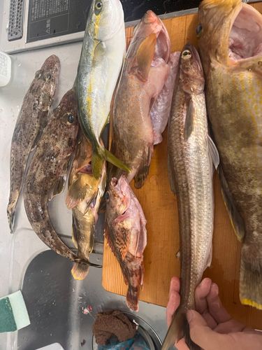 キジハタの釣果