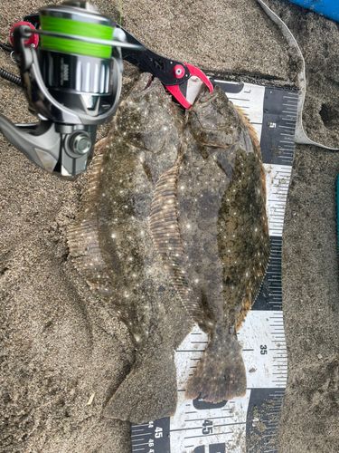 ヒラメの釣果