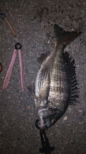 クロダイの釣果