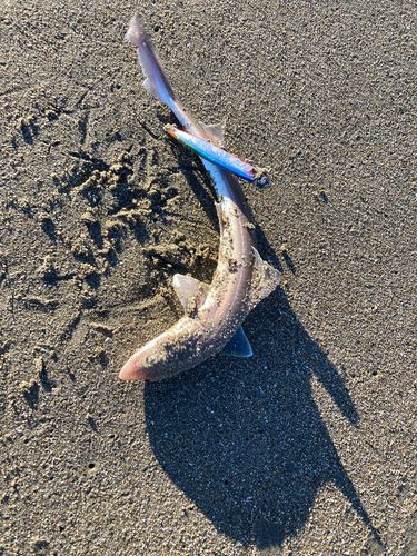 ホシザメの釣果