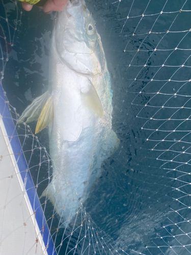 ヒラマサの釣果