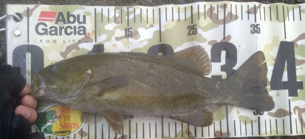 スモールマウスバス