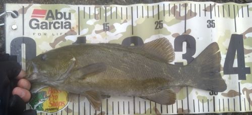 スモールマウスバスの釣果