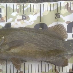 スモールマウスバス