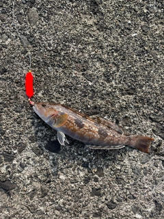 アイナメの釣果