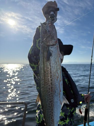 サゴシの釣果