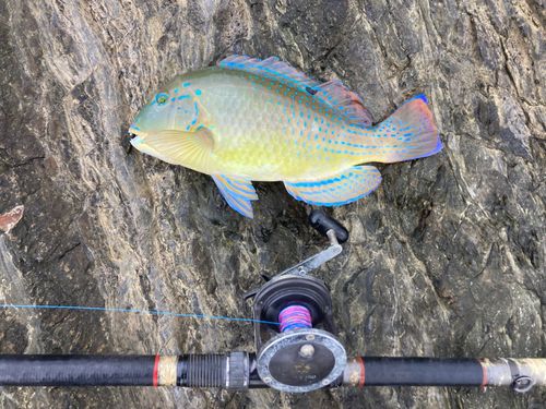 シロクラベラの釣果