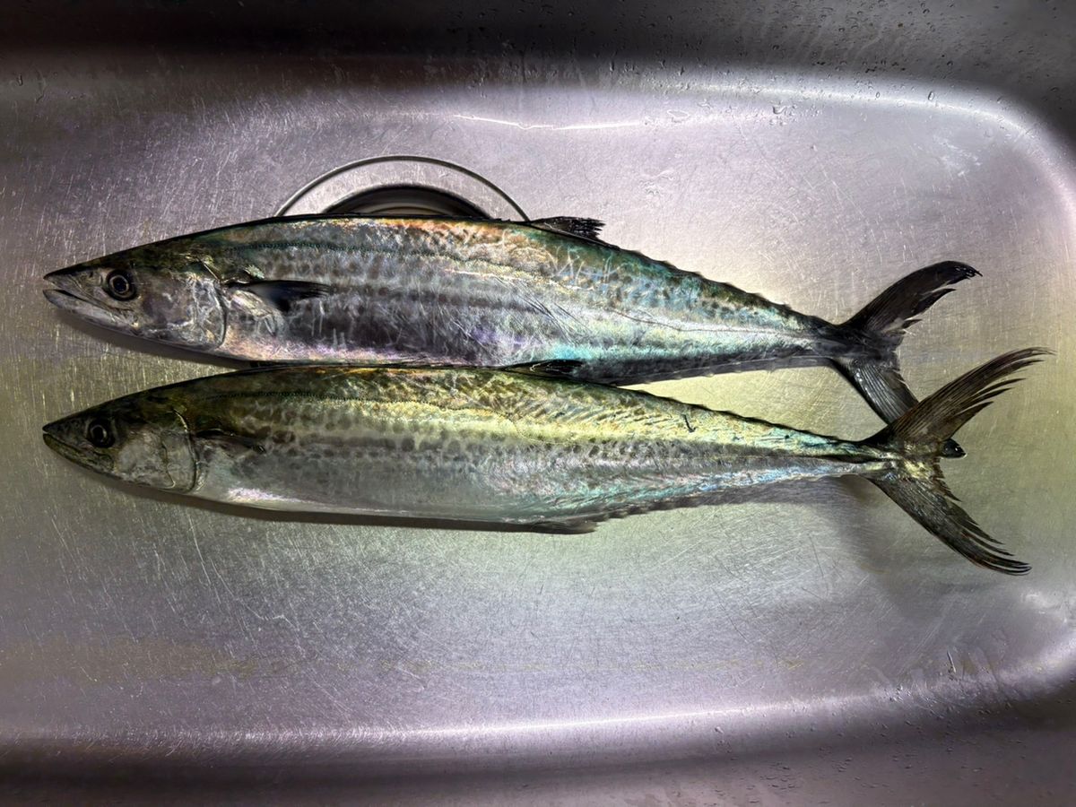 クワガタマンさんの釣果 1枚目の画像