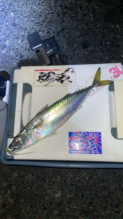 サバの釣果