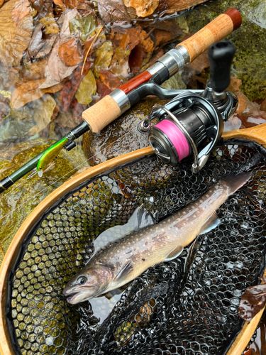 イワナの釣果