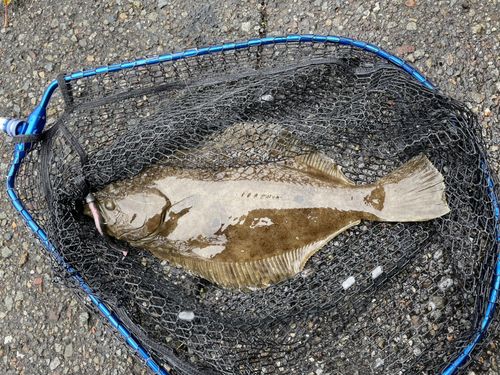 ヒラメの釣果