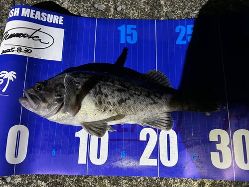 苫小牧港防波堤