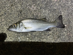 セイゴ（ヒラスズキ）の釣果