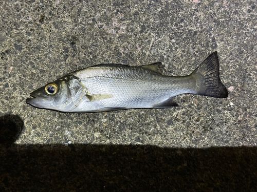 セイゴ（ヒラスズキ）の釣果