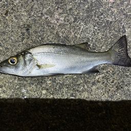 セイゴ（ヒラスズキ）