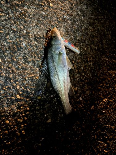 セイゴ（ヒラスズキ）の釣果