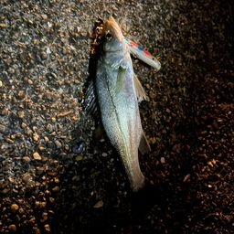 セイゴ（ヒラスズキ）