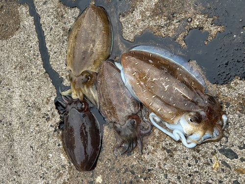 コウイカの釣果