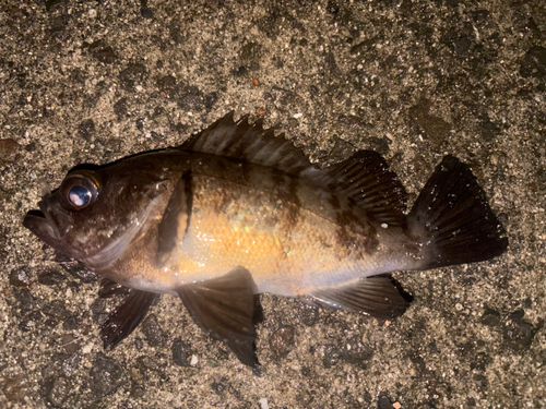 クロメバルの釣果