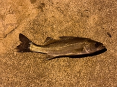 セイゴ（ヒラスズキ）の釣果