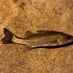 セイゴ（ヒラスズキ）