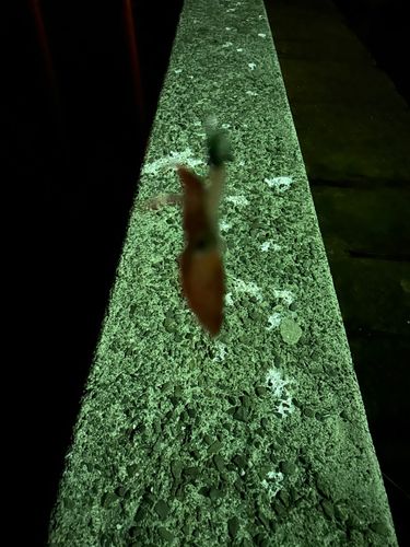 ケンサキイカの釣果