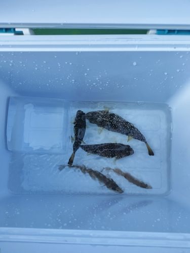 東京湾（アクアライン〜富津）