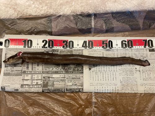 ダイナンアナゴの釣果