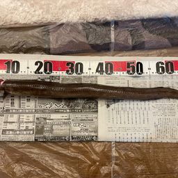 ダイナンアナゴ