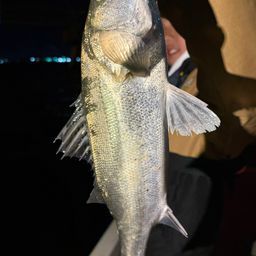 フッコ（マルスズキ）