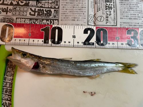 カマスの釣果