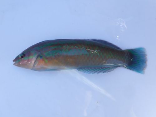 ホンベラの釣果