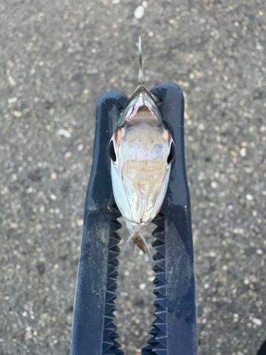 ヒイラギの釣果