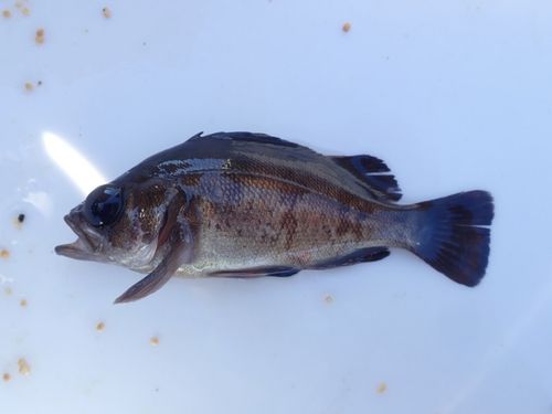 アカメバルの釣果