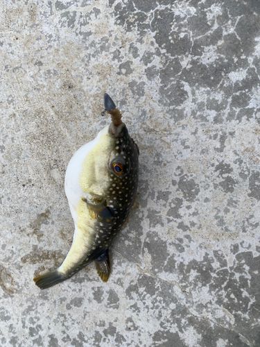 フグの釣果