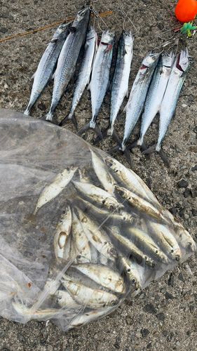 サゴシの釣果