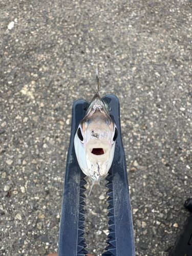 ヒイラギの釣果