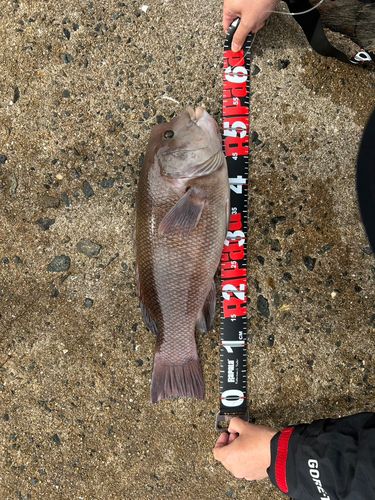 コブダイの釣果