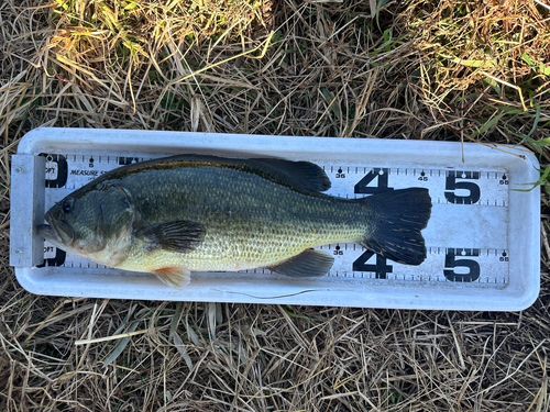 道仙田（旧小貝川）