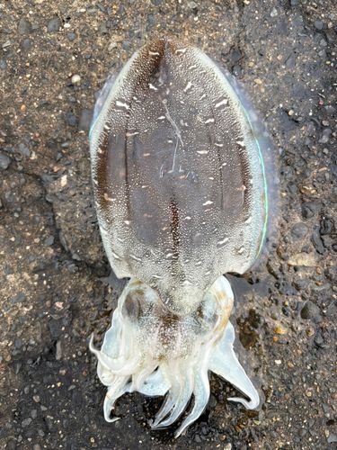 モンゴウイカの釣果