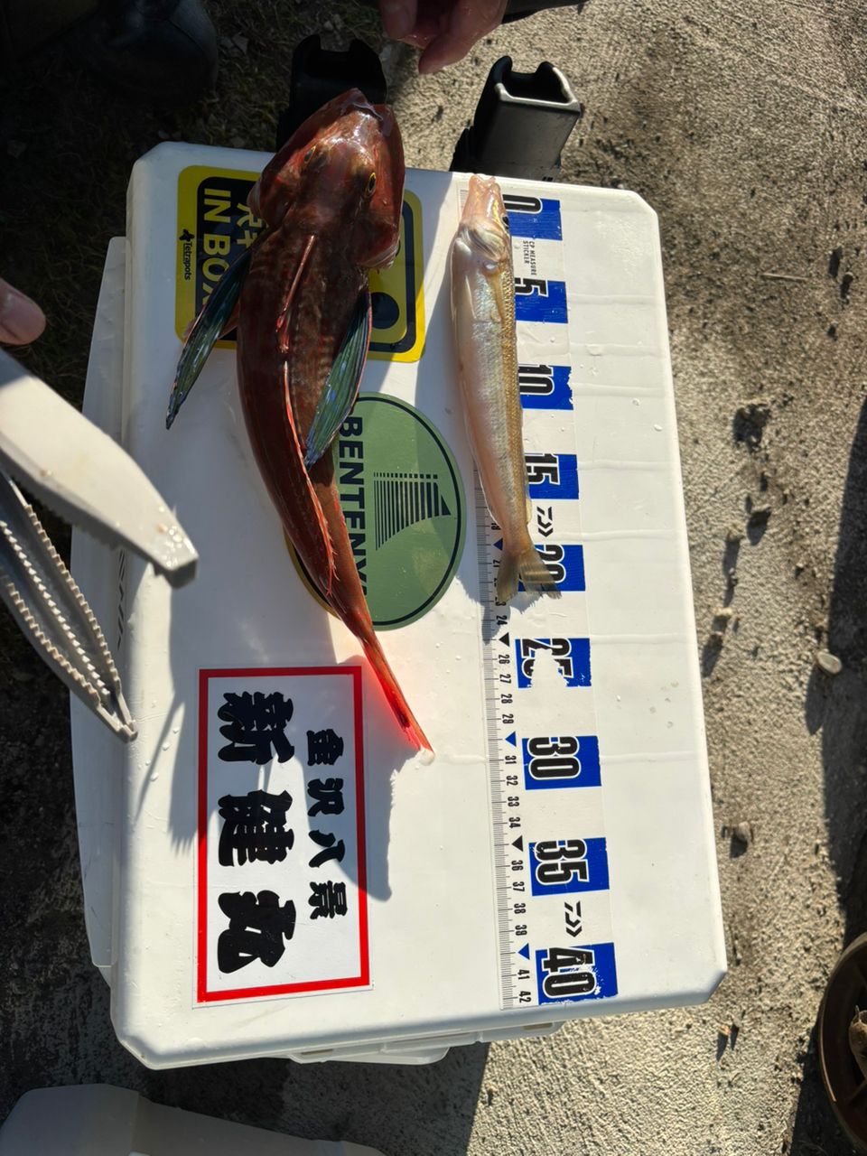 もふもふあきさんの釣果 1枚目の画像