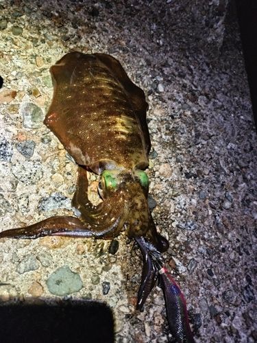 アオリイカの釣果