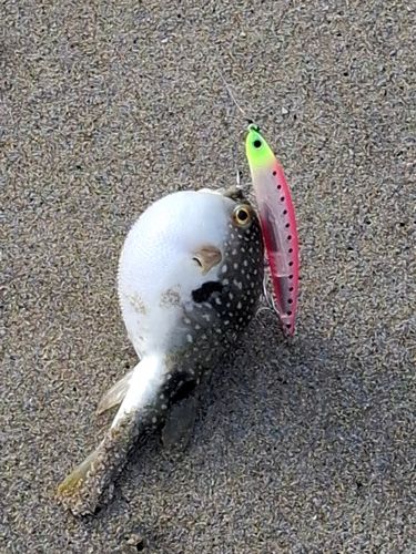 クサフグの釣果