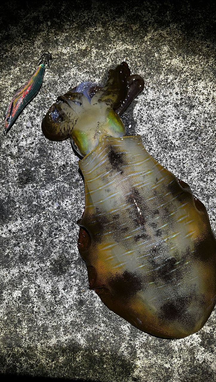 Gamakatsu 23ラグゼ EG X アルティメイト S77ML+-solidの最安値