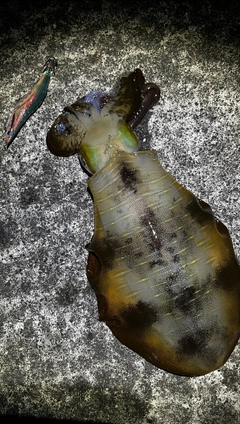 アオリイカの釣果