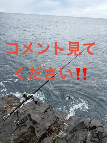 イシガキダイの釣果