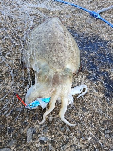 コウイカの釣果