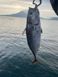 スマカツオの釣果