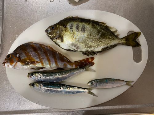 タカノハダイの釣果